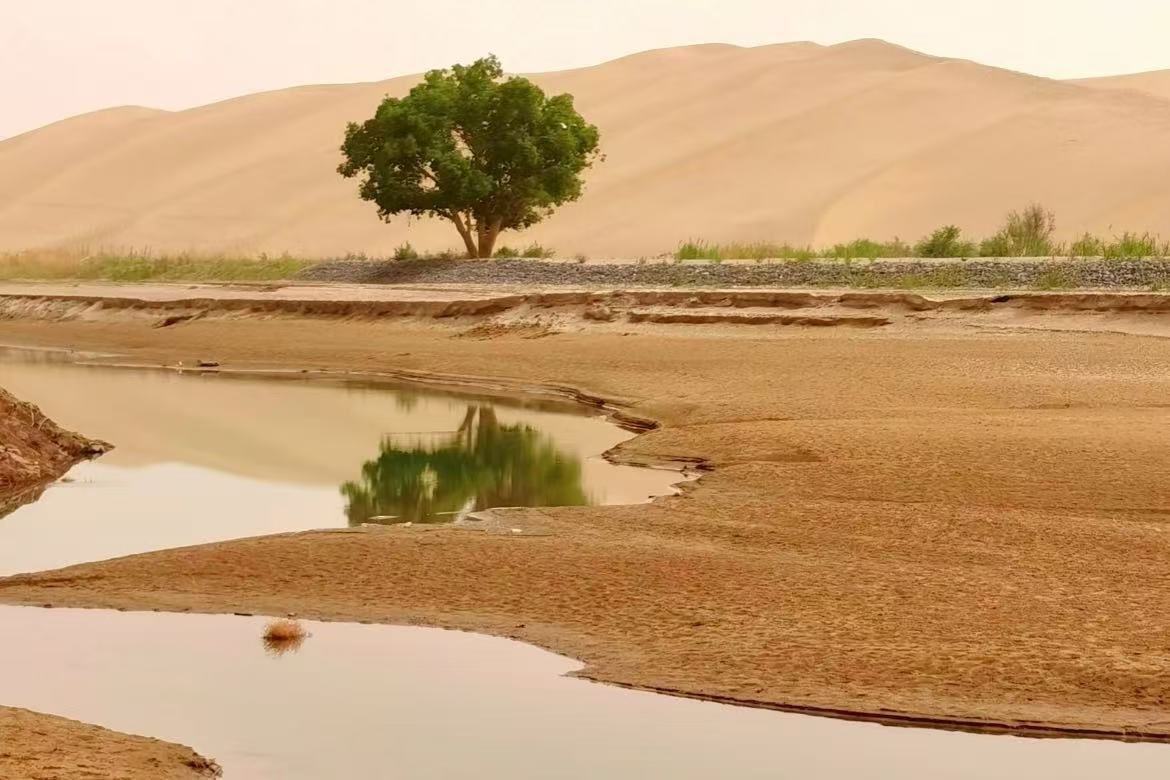 Desert Oasis